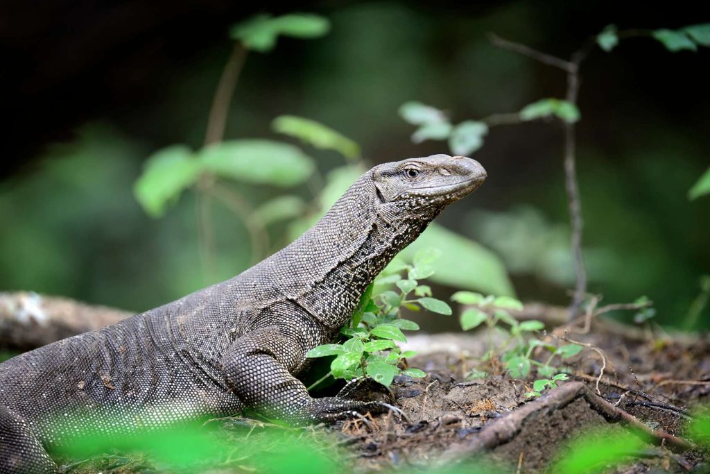 Komodo Dragon Facts and Habitat